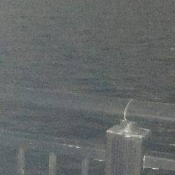 メバルのプラッキング