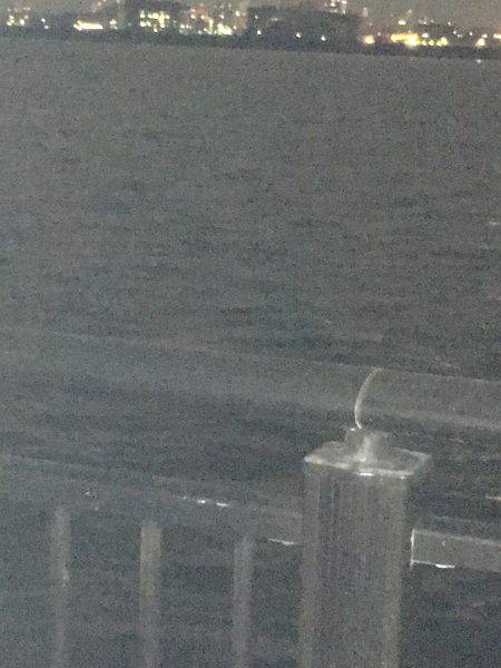 メバルのプラッキング