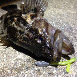 爆風!シーバス→タケノコ狩り