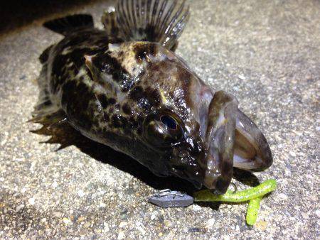 爆風!シーバス→タケノコ狩り