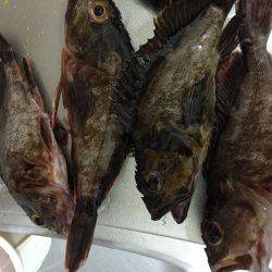 ラインラインライン