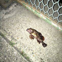 魚釣りは病気です