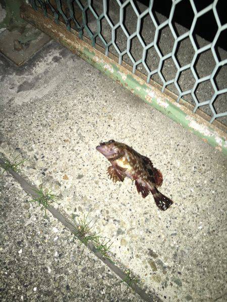 魚釣りは病気です