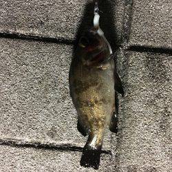 天保山周辺でメバリング