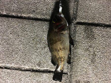 天保山周辺でメバリング