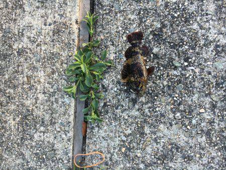 まだ陽はあります