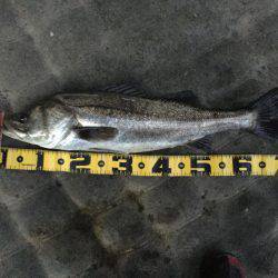 今年初♪( ´▽｀)