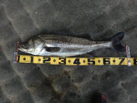 今年初♪( ´▽｀)