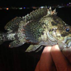 久々の釣行！ガッシー求めて^^;