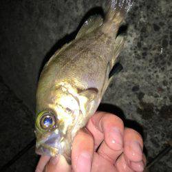 深日でめばりんぐ