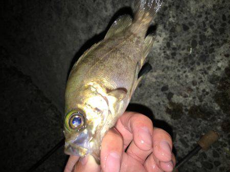 深日でめばりんぐ