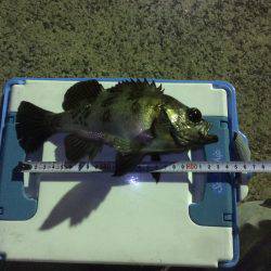 久々の20アップ！