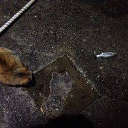 ミニセイゴに癒され