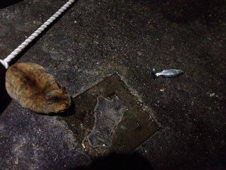 ミニセイゴに癒され