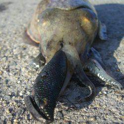 コウイカエギング