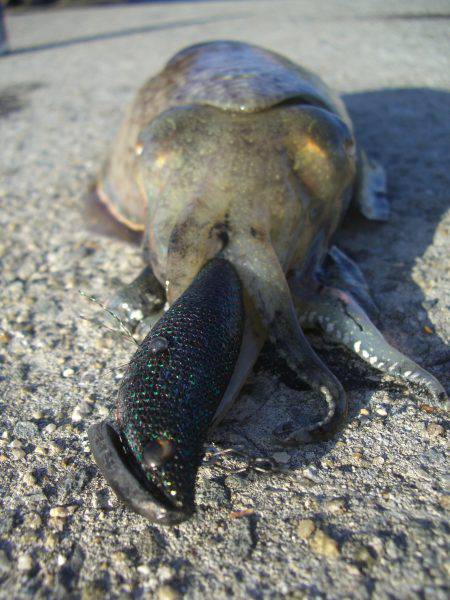 コウイカエギング