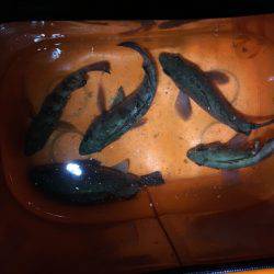 一瞬の時合いで