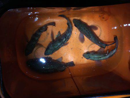 一瞬の時合いで