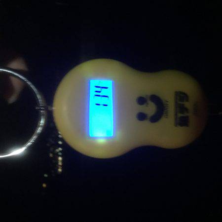 久々のアオリイカゲット‼️