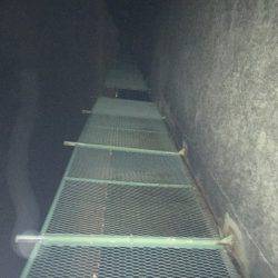 ガシラを探して