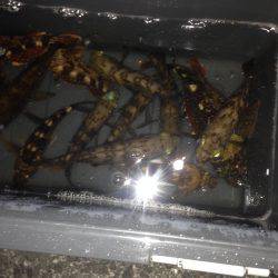 テンションフォールで入れ食い！！