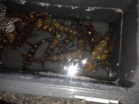 テンションフォールで入れ食い！！