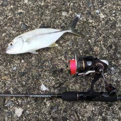 ジグヘッドワームでメッキ