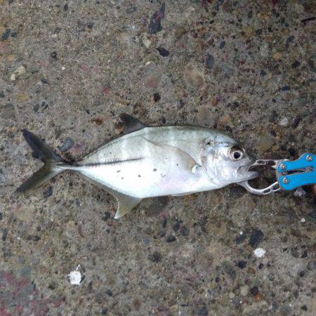 アジング激渋の中一匹