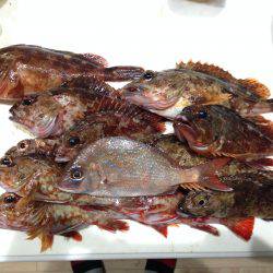 又々ガッシー君