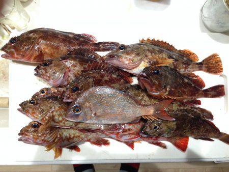 又々ガッシー君