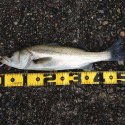 ねばって、なんとか