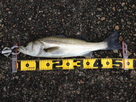 ねばって、なんとか