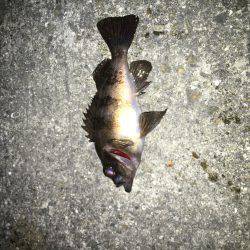 垂水メバリング