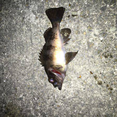 垂水メバリング