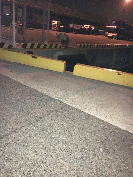 メバルのプラッキングで初GET