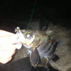 3日連チャン釣行 今夜は粘りのハードルアー