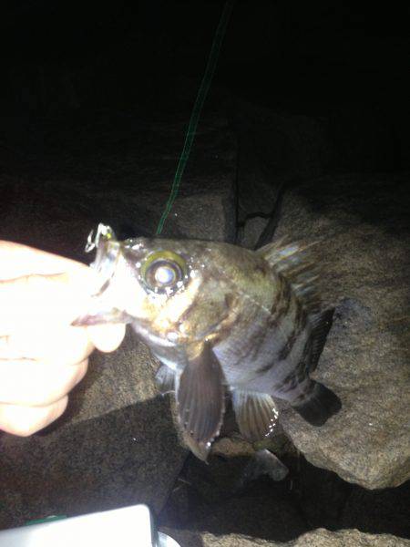 3日連チャン釣行 今夜は粘りのハードルアー