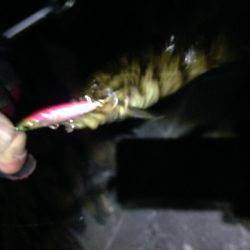 ど干潮ロックフィッシング