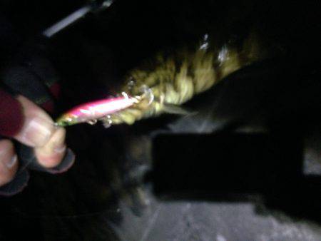 ど干潮ロックフィッシング