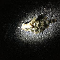 釣り人は少ないが…