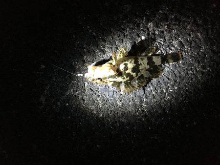 釣り人は少ないが…