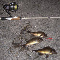 久しぶりのメバリング