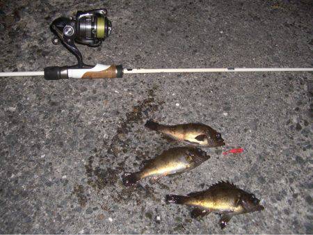 久しぶりのメバリング