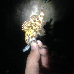 メバリングのはずが