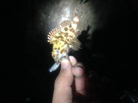 メバリングのはずが