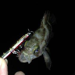 嫁さんと2人でチビメバル