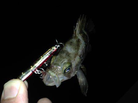 嫁さんと2人でチビメバル