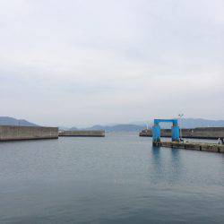 イワシに、稚鮎に、