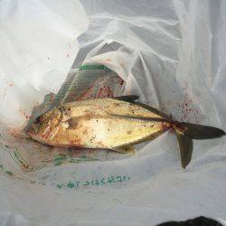 お初（≧∇≦）