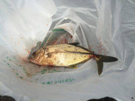 お初（≧∇≦）